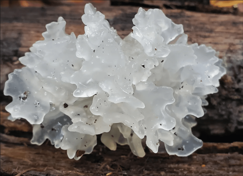 Champignon neige