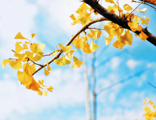 Comment améliorer sa mémoire naturellement ? — 5 plantes remarquables pour notre cerveau