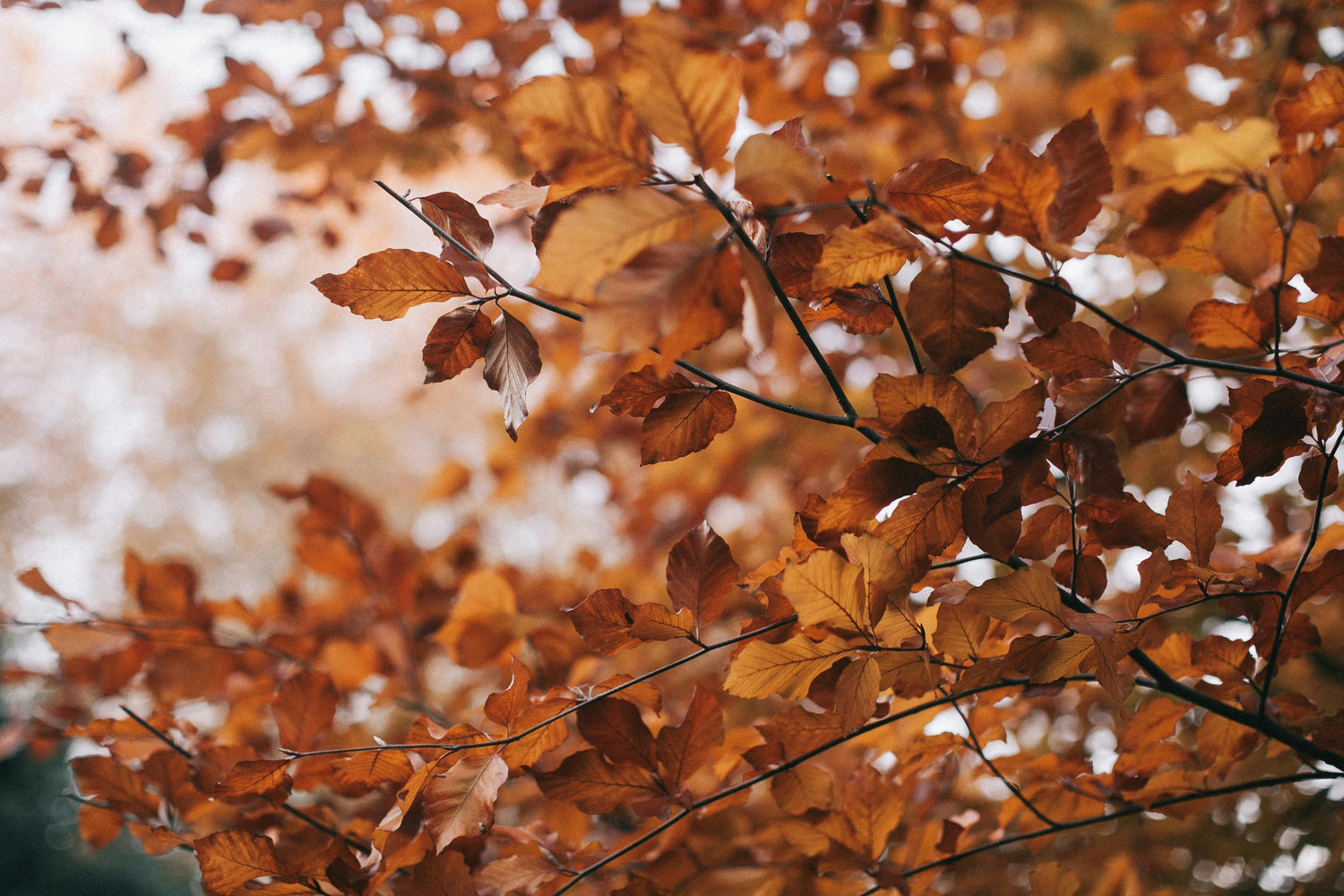 Feuille d'automne - comment profiter de l'automne
