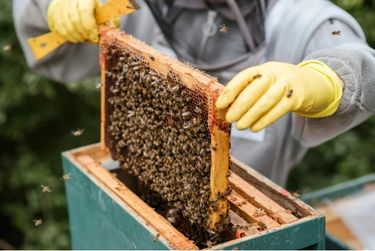 7 bienfaits de la gelée royale pour notre corps