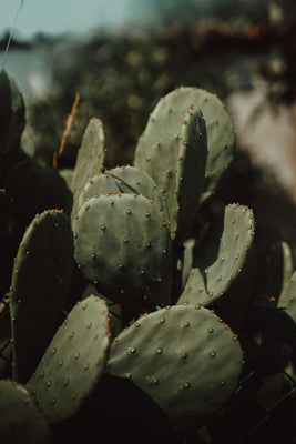 Neopuntia